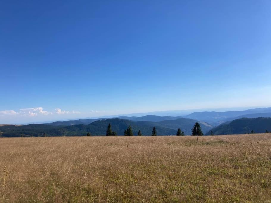 Feldberg Apartment - Direkt An Der Skipiste - Mit Sauna Eksteriør billede